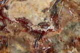 Polished Dinosaur Coprolite Nodule Half - Utah #307955-1